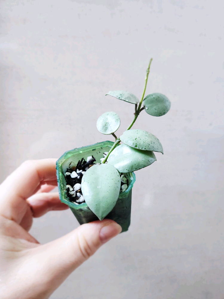 호야라쿠노사 민트코인--2