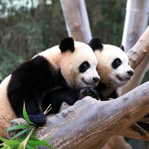 에버랜드 자유이용권 종일권 (캐비 포함)