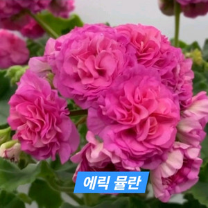 에릭뮬란 중국제라늄