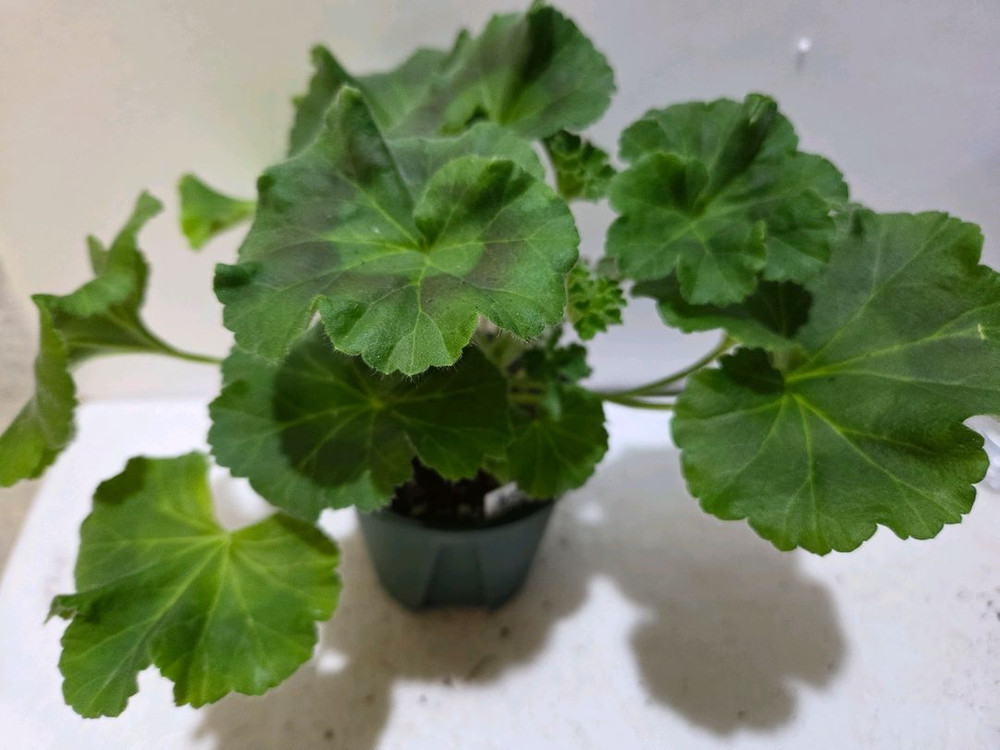 에릭뮬란 중국제라늄--1