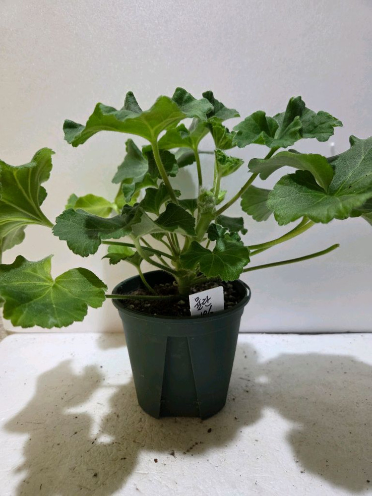 에릭뮬란 중국제라늄--2