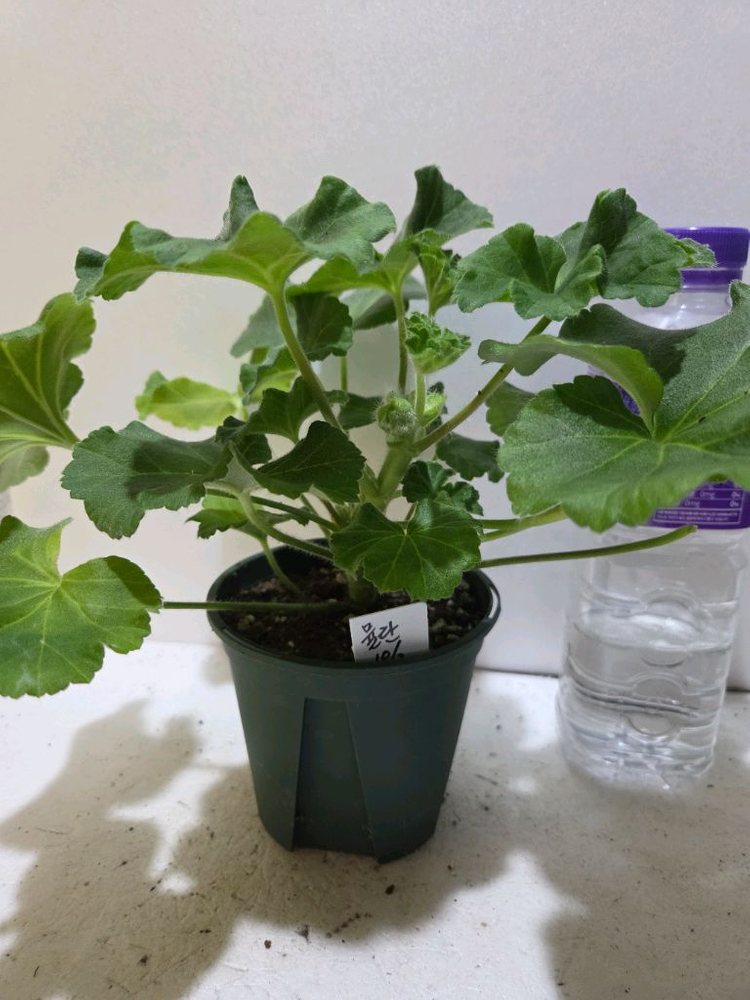 에릭뮬란 중국제라늄--3