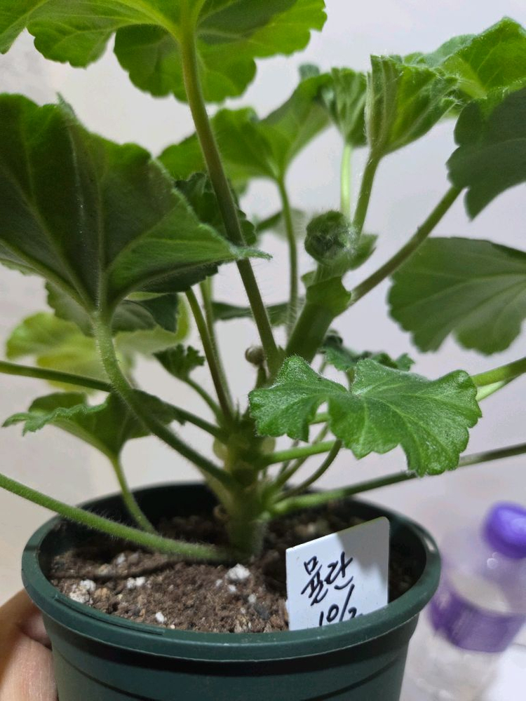 에릭뮬란 중국제라늄--4