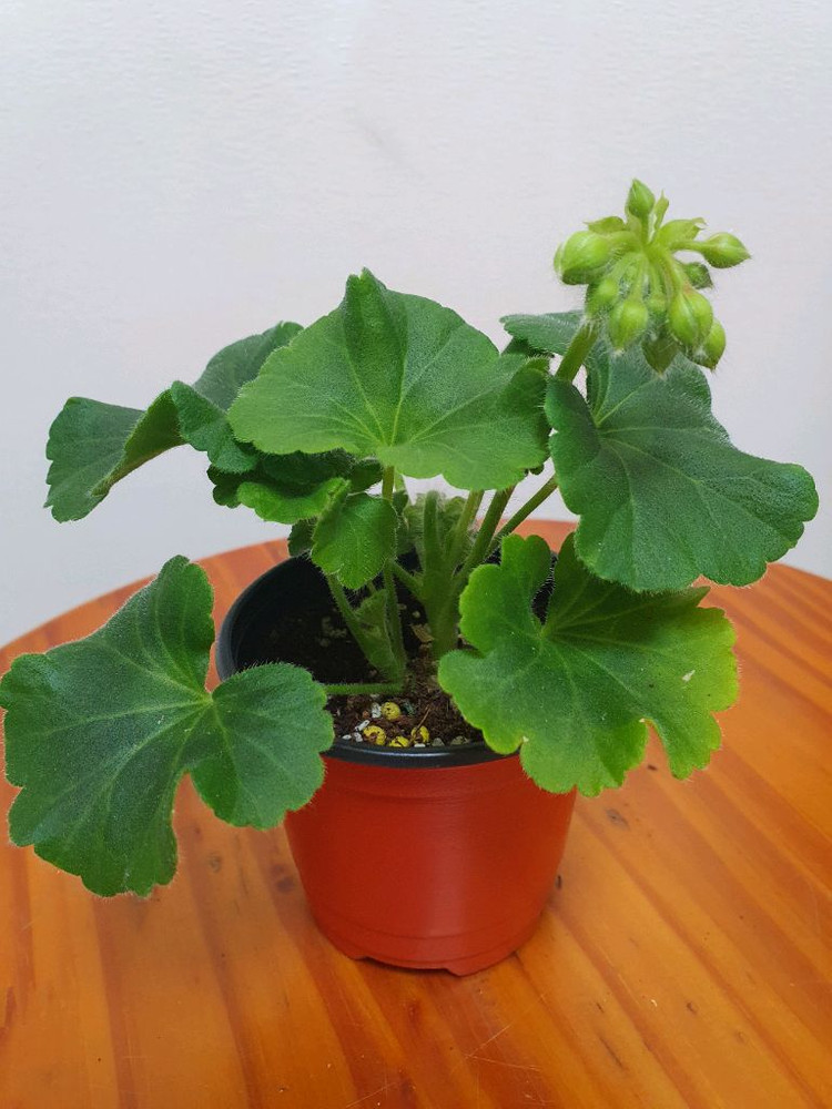 제라늄 안나자넷 꽃대 두개 겹순있음--1