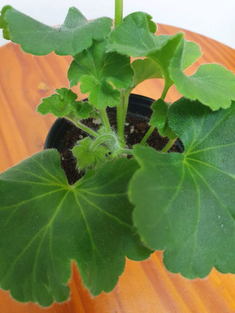 제라늄 안나자넷 꽃대 두개 겹순있음--2