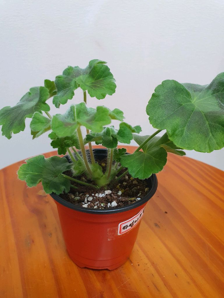 제라늄 타 엠마누엘, 러--1