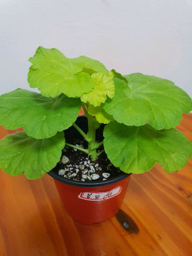 제라늄 봄날엔--1