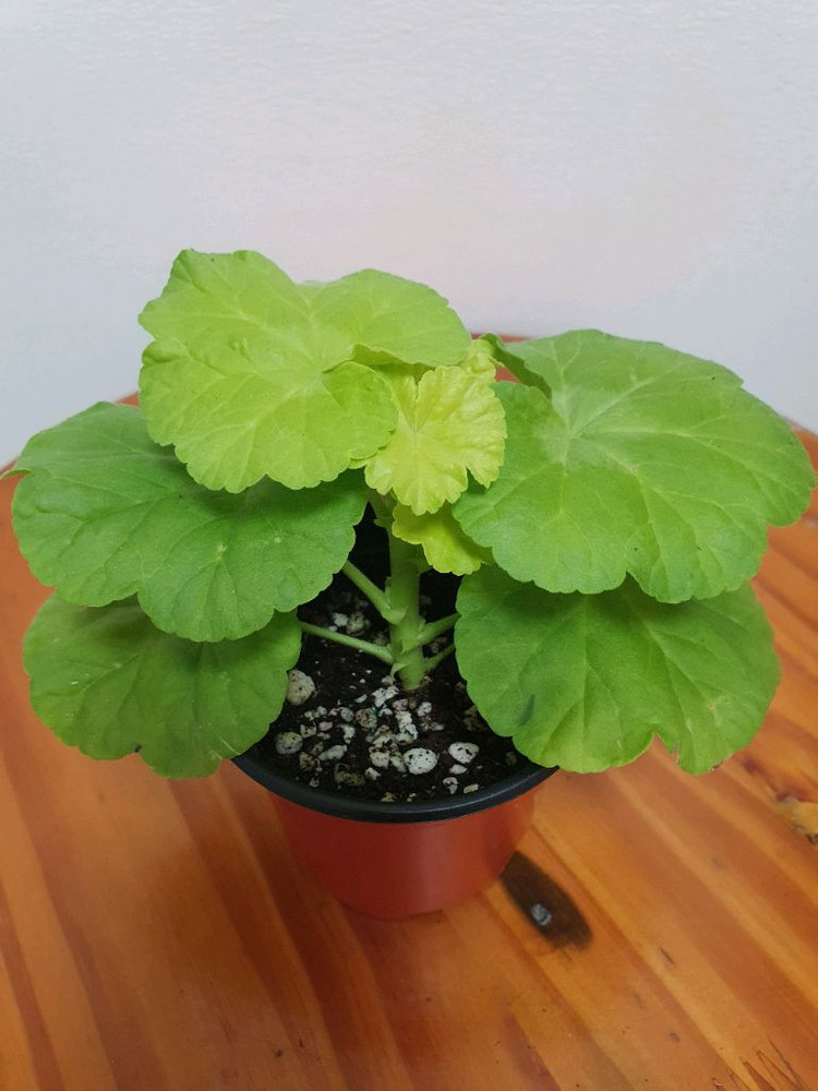 제라늄 봄날엔--2