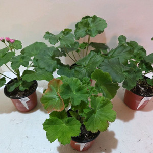 러시아제라늄4종