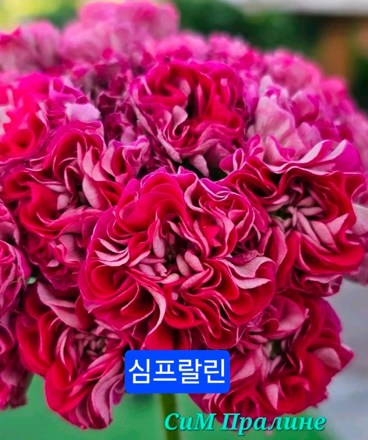 러시아제라늄4종--2