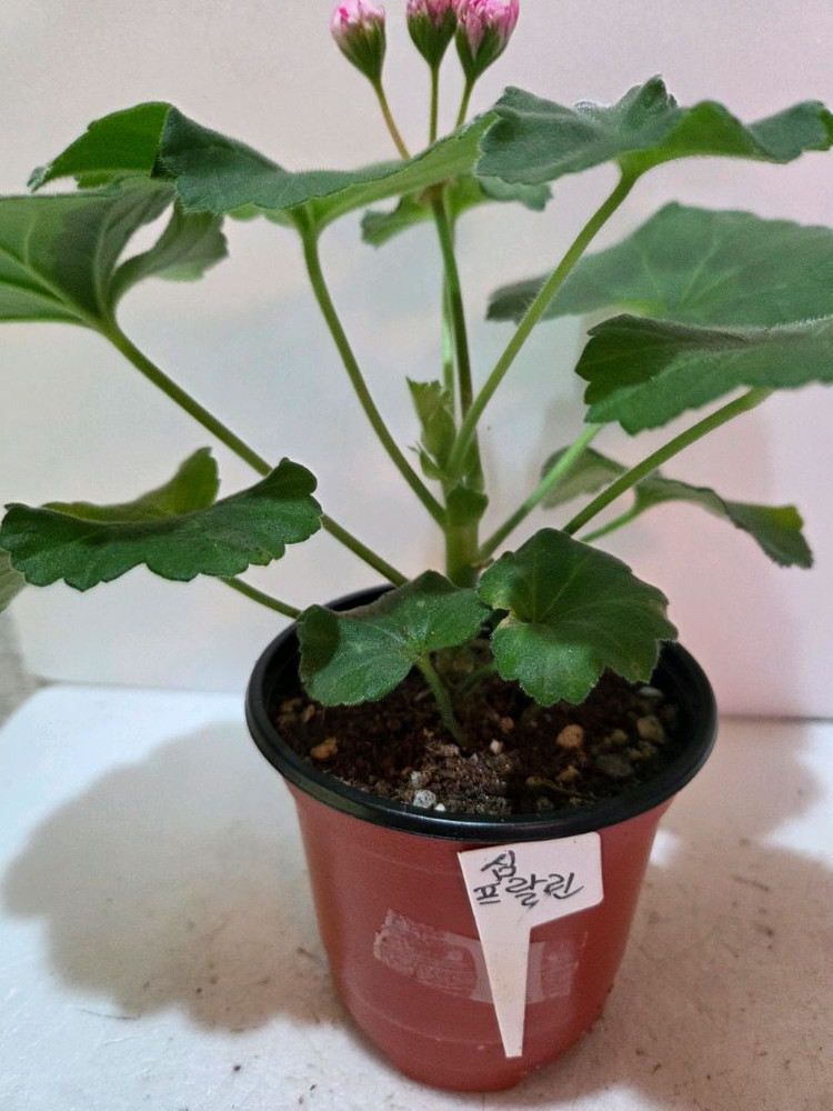 러시아제라늄4종--3