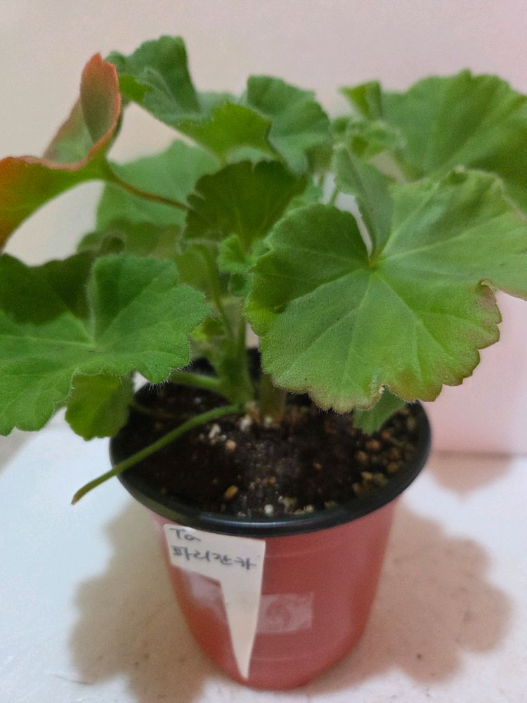 러시아제라늄4종--5