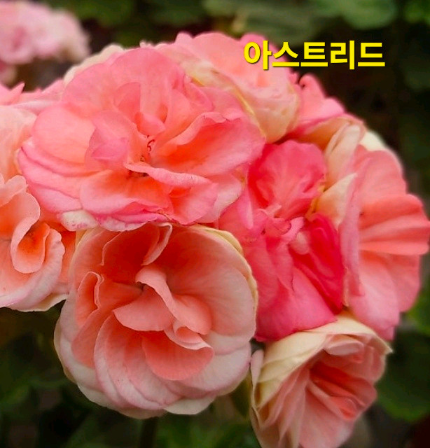 러시아제라늄4종--6