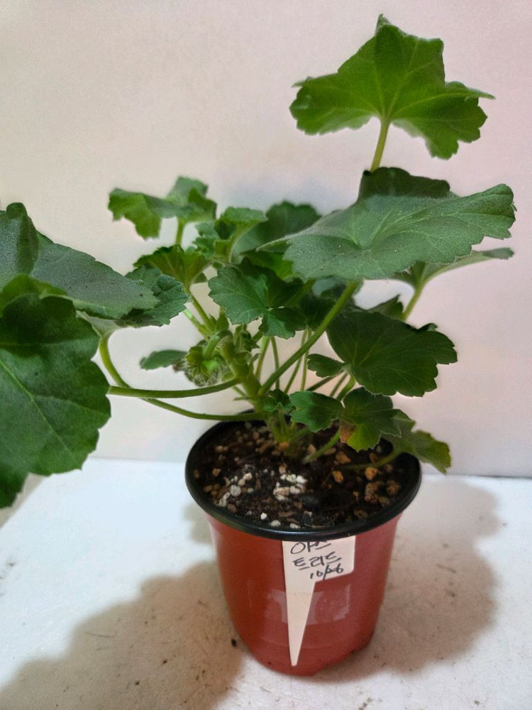 러시아제라늄4종--7