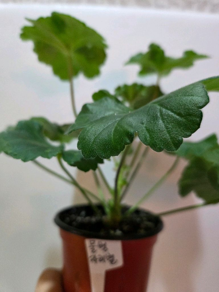 러시아제라늄4종--9