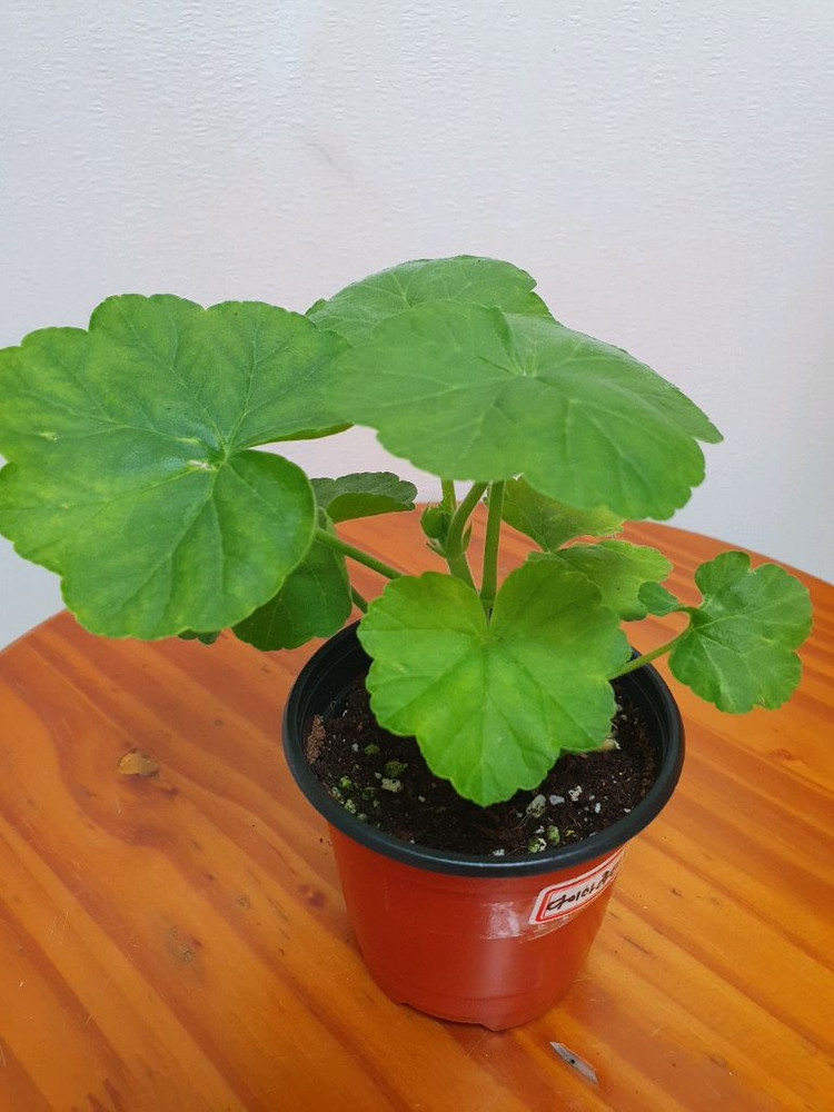 제라늄 다이아하얀목련 꽃대있음--1