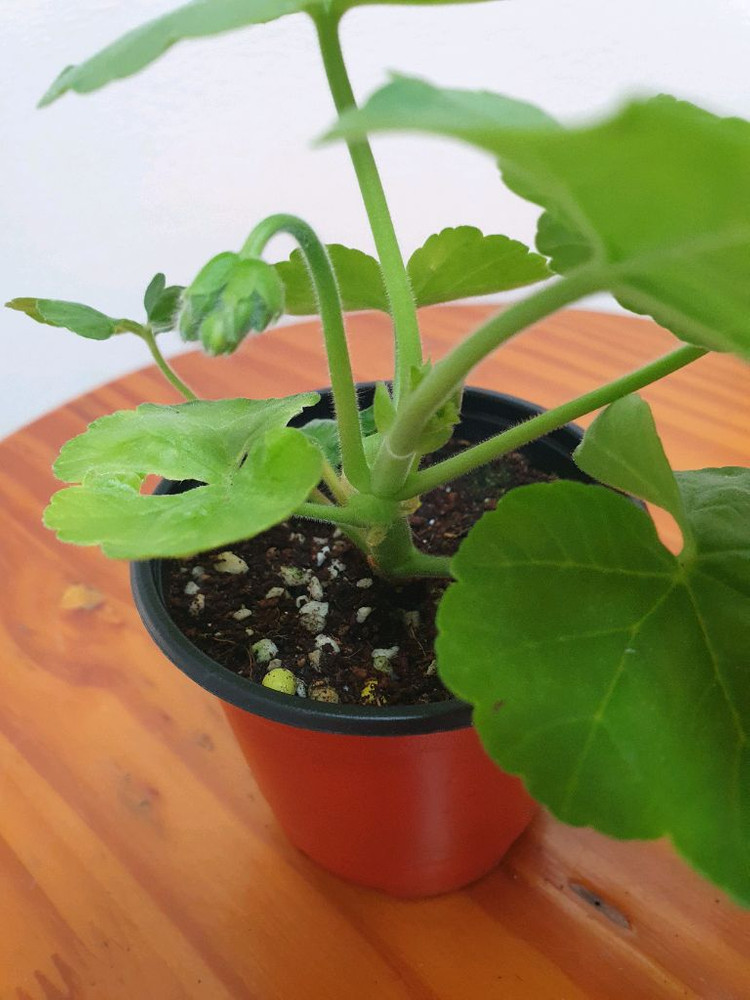 제라늄 다이아하얀목련 꽃대있음--2