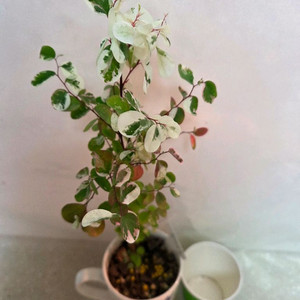 소코라코. 에피스시아 에메랄드벨벳 덤