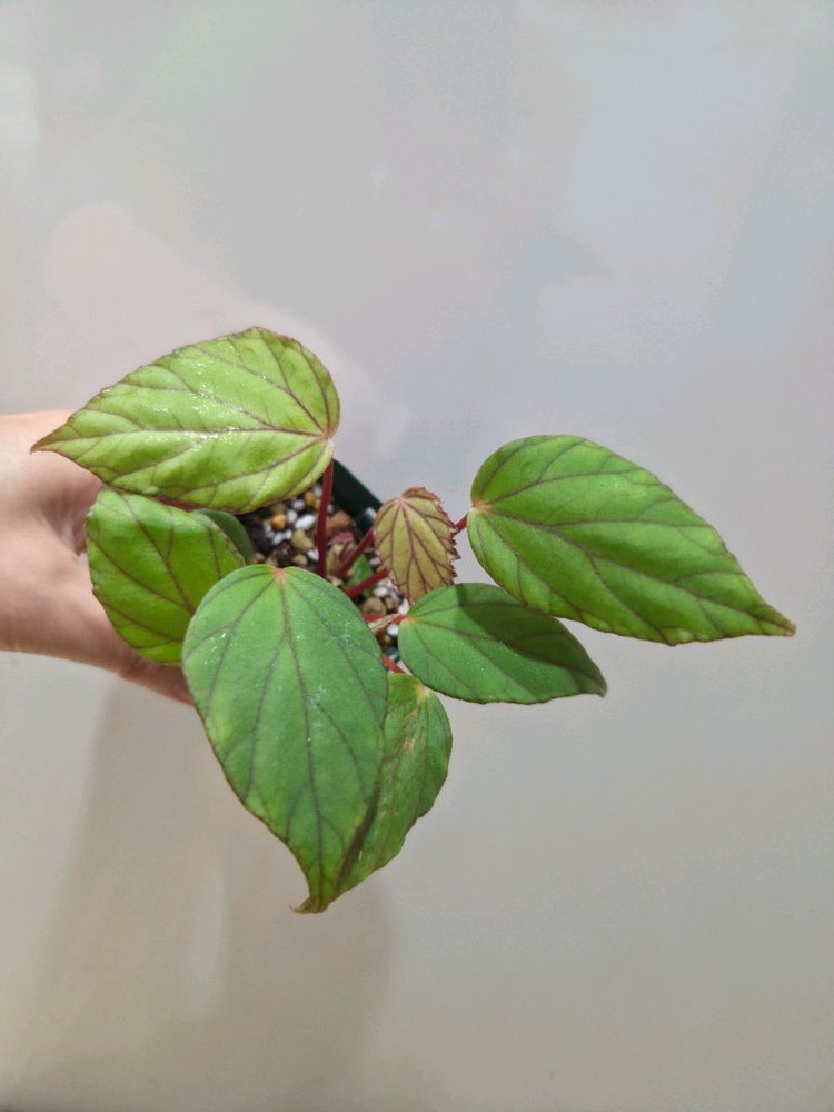 베고니아 롱가--1