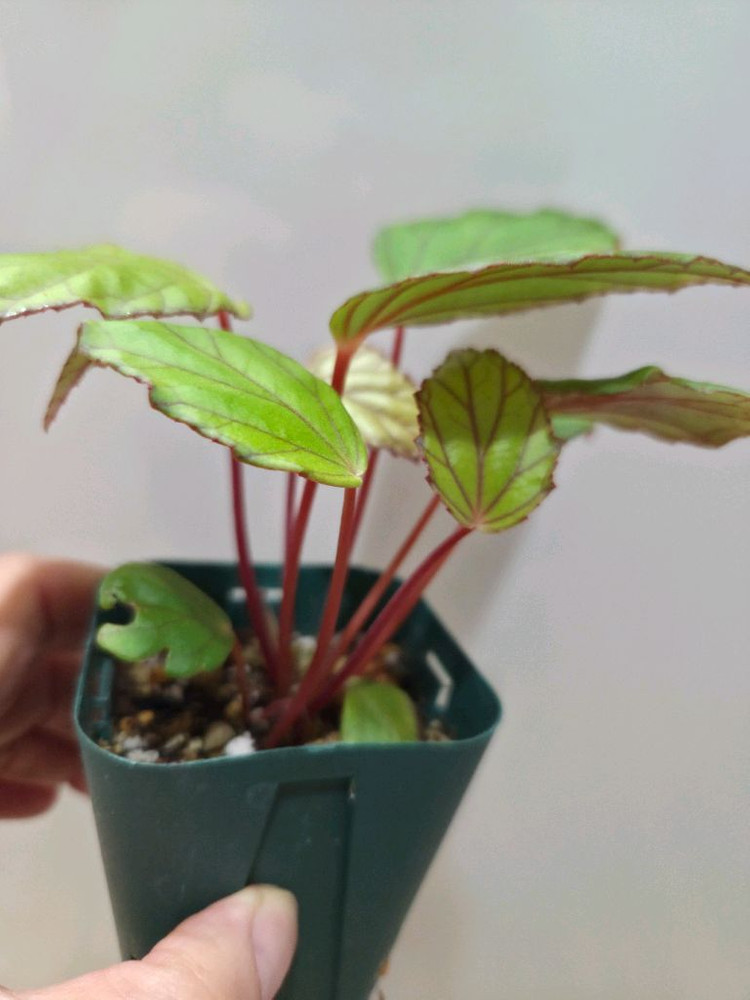 베고니아 롱가--3