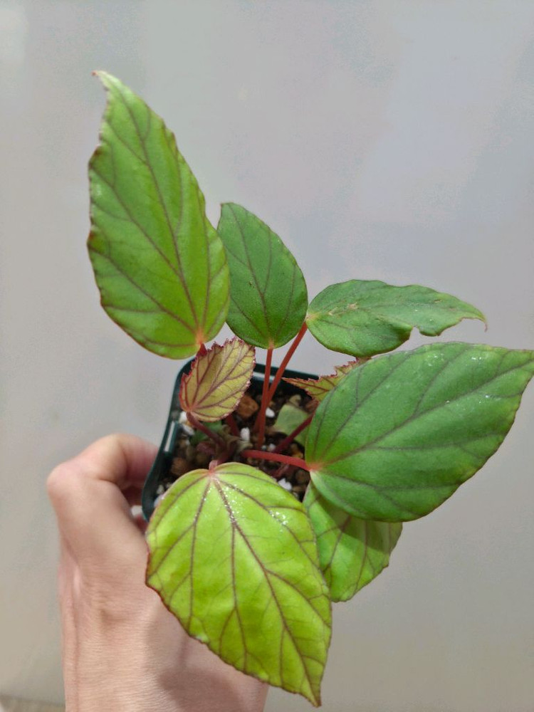 베고니아 롱가--4