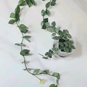 호야 크로니아나 슈퍼 에스키모