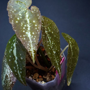 베고니아 바리아빌리스 레드