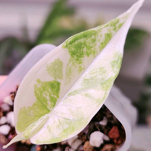 알로카시아 비스마 플래티넘 알보 바리에가타