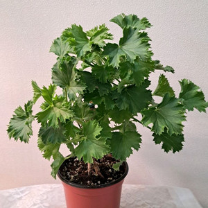 캔디플라워 피치클라우드