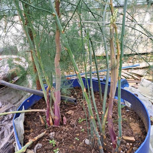 자색아스파라거스 종근