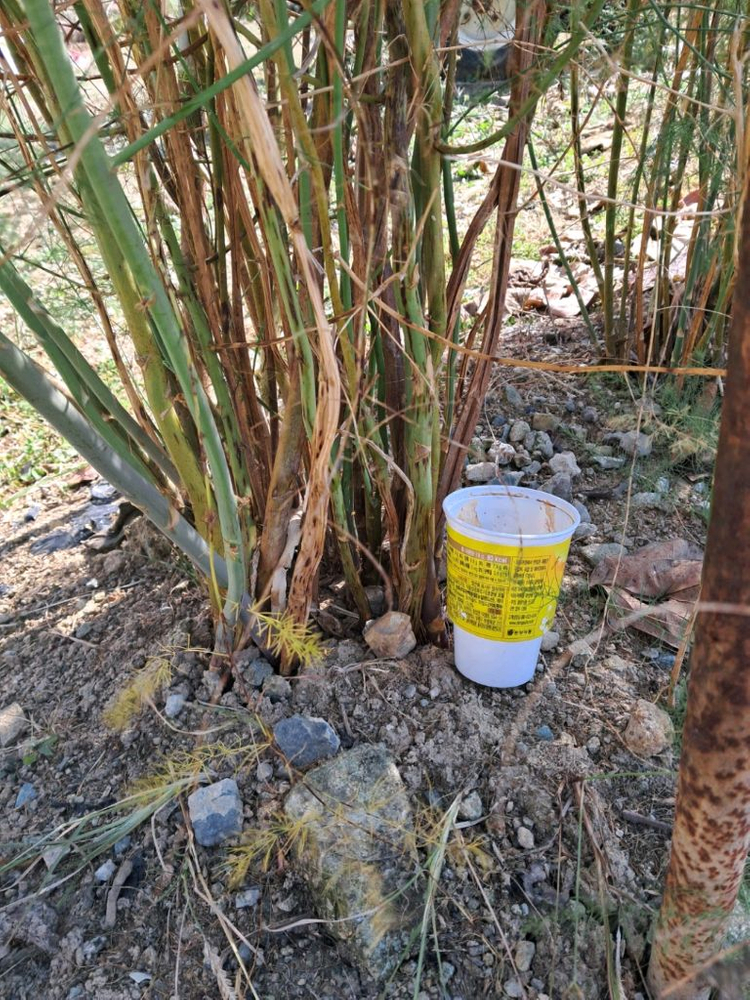 자색아스파라거스 종근--1