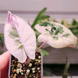 알로카시아 니그라 플럼배 바리에가타