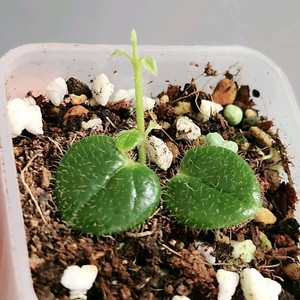 호야 sp 오레오스파르테