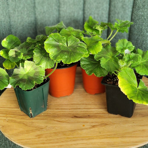 제라늄 4종(모험가.판나예프로시나 .영원한키스.사랑과장미)