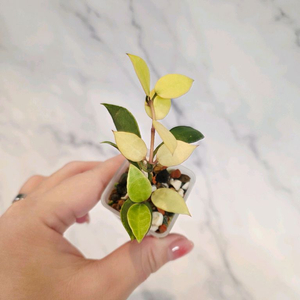 호야 라쿠노사 아사미 3번