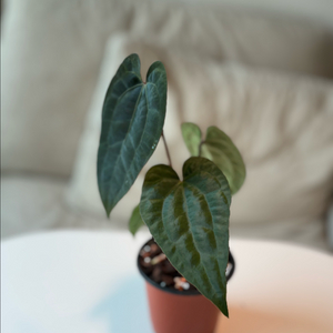 안스리움 레드스파이더xRvdp