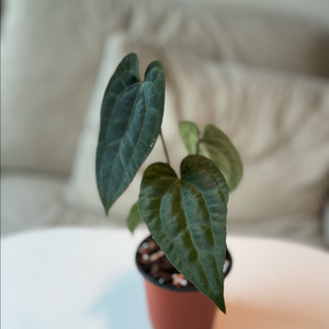 안스리움 레드스파이더xRvdp