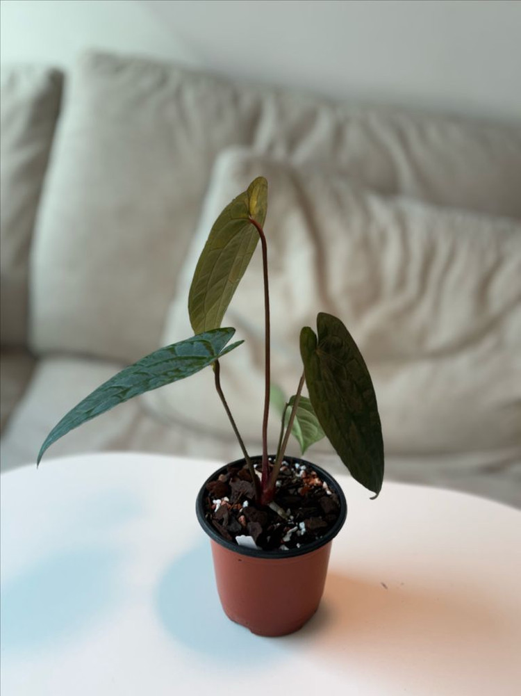 안스리움 레드스파이더xRvdp--3