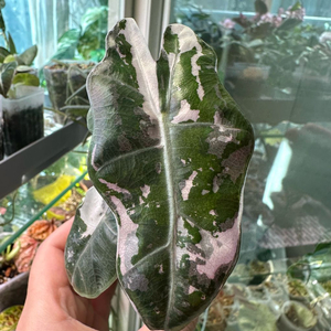 알로카시아 푸세이도 핑크 바리에가타