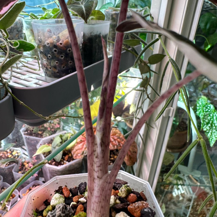 알로카시아 푸세이도 핑크 바리에가타--1