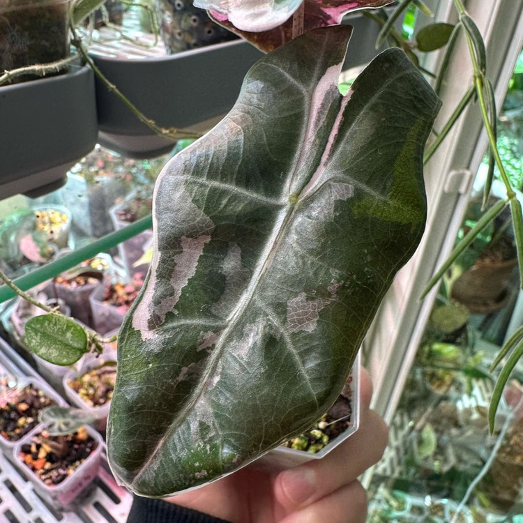 알로카시아 푸세이도 핑크 바리에가타--2