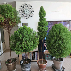 율마 토피어리 외목대 일괄