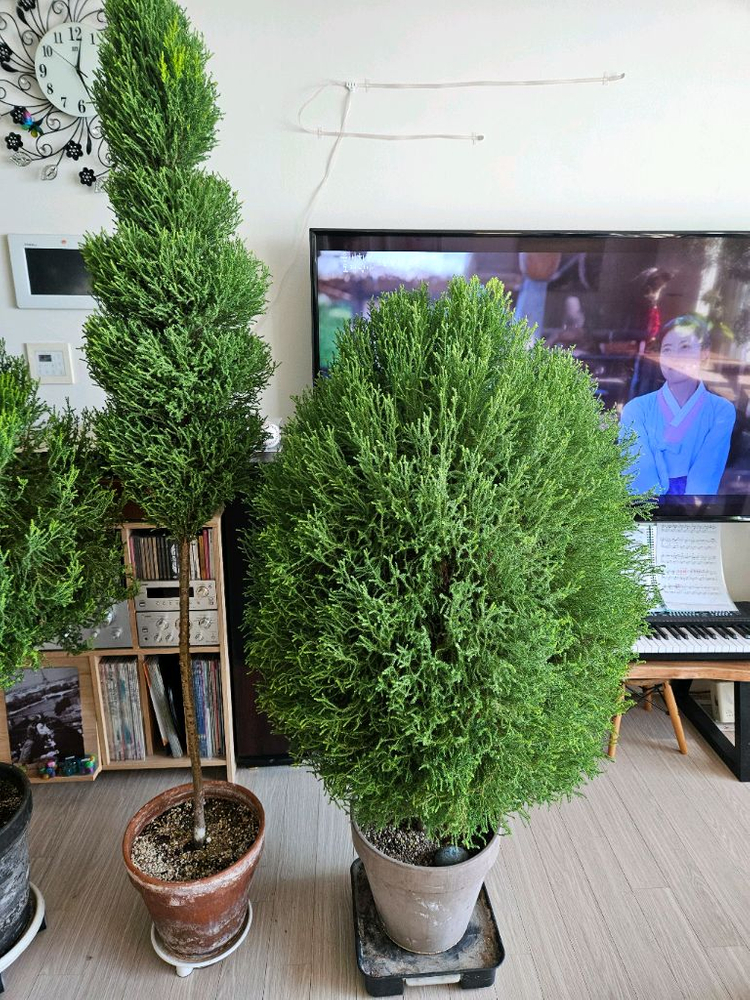 율마 토피어리 외목대 일괄--1