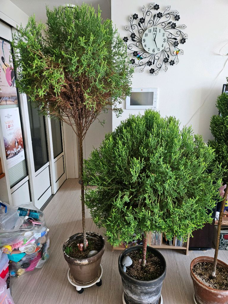 율마 토피어리 외목대 일괄--2