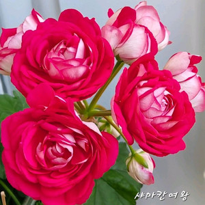 제라늄 샤마칸여왕