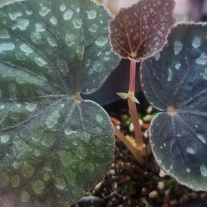 베고니아 알리시다 (그린폼)