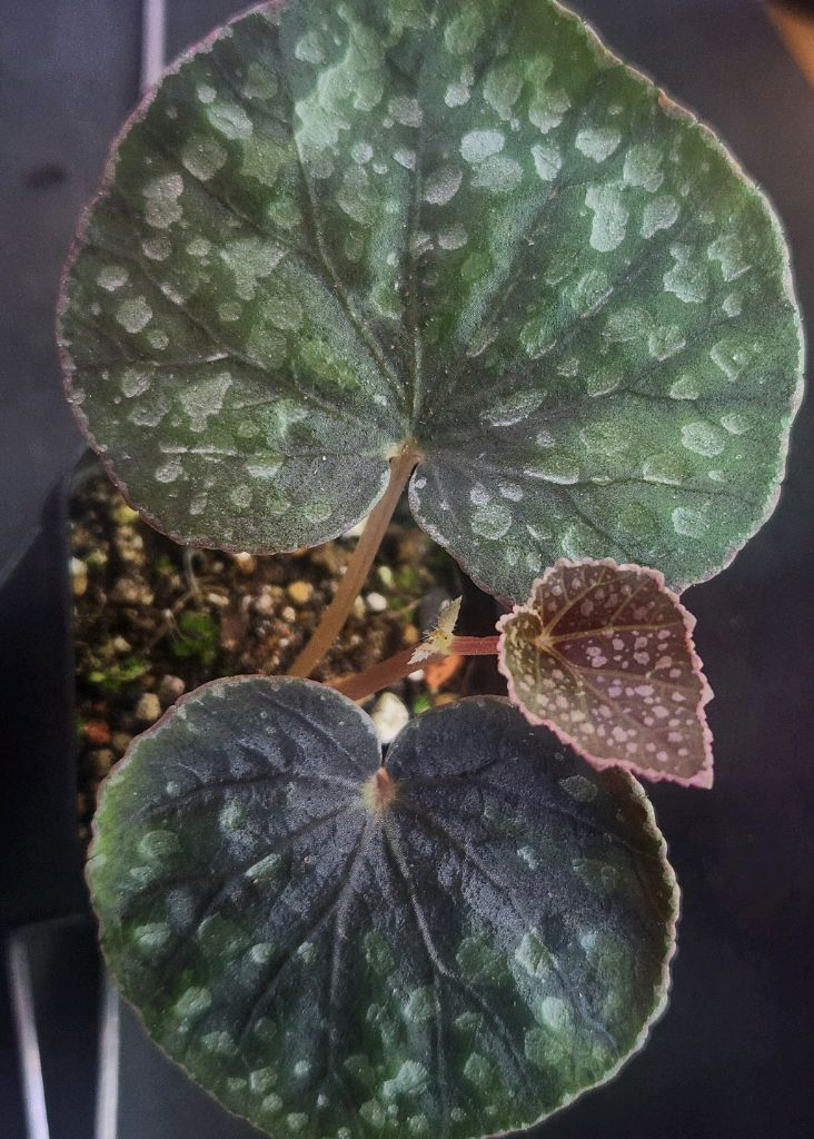 베고니아 알리시다 (그린폼)--1