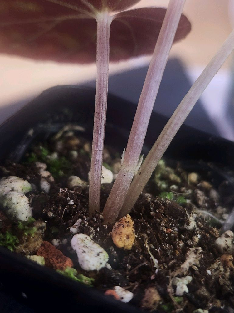 베고니아 알리시다 (그린폼)--4