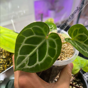 안스리움 실버브러쉬 x 드레스러리