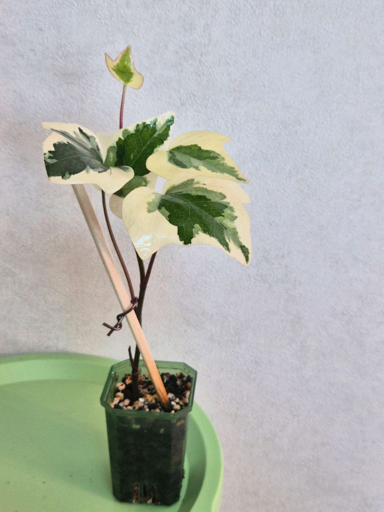 마랭고 아이비--1